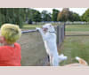 casper, a Great Pyrenees and Labrador Retriever mix tested with EmbarkVet.com