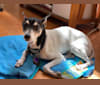 Snoopy, a Russell-type Terrier and Chihuahua mix tested with EmbarkVet.com