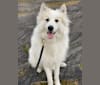 Nanuk, a Great Pyrenees and German Shepherd Dog mix tested with EmbarkVet.com