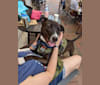 Suki, an American Pit Bull Terrier and German Shepherd Dog mix tested with EmbarkVet.com