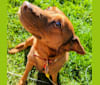 Ruby, an Australian Cattle Dog and American Pit Bull Terrier mix tested with EmbarkVet.com