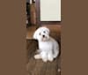 Bastien, a Havanese tested with EmbarkVet.com