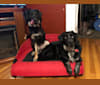 Brenda, a Rat Terrier and Labrador Retriever mix tested with EmbarkVet.com