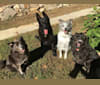 Benny, an Australian Shepherd and Australian Cattle Dog mix tested with EmbarkVet.com