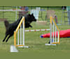 "Bluie", a Belgian Shepherd tested with EmbarkVet.com