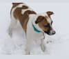 Maeby, a Staffordshire Terrier and Boxer mix tested with EmbarkVet.com