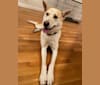 Freddie, a Siberian Husky and German Shepherd Dog mix tested with EmbarkVet.com