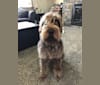 Sawyer, a Wirehaired Pointing Griffon tested with EmbarkVet.com