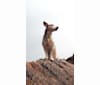 William Buckingham Hillion, the Peanut, a Formosan Mountain Dog tested with EmbarkVet.com