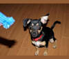 Biscuit aka Biz, a Chihuahua and Rat Terrier mix tested with EmbarkVet.com