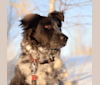 Photo of Hermes, an Australian Cattle Dog, Maremma Sheepdog, German Shepherd Dog, and Mixed mix in Gleichen, Alberta, Canada