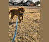 Photo of Cooper, a Golden Retriever  in Hutchinson, KS, USA
