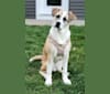 Photo of Tashi, an American Pit Bull Terrier and Akita mix in Lakeville, Minnesota, USA