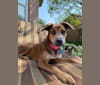Coco, a German Shepherd Dog and Boxer mix tested with EmbarkVet.com