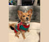Louie, a Rat Terrier and Yorkshire Terrier mix tested with EmbarkVet.com