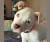 Pua, an American Pit Bull Terrier and Labrador Retriever mix tested with EmbarkVet.com