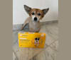 Ana, a Southeast Asian Village Dog tested with EmbarkVet.com