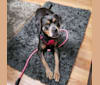 Photo of Kailee, an American Pit Bull Terrier, Rottweiler, and American Staffordshire Terrier mix in Brooklyn, NY, USA