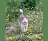 Wiley, an Alaskan-type Husky and Labrador Retriever mix tested with EmbarkVet.com
