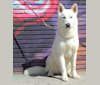 Kalibel, a German Shepherd Dog and Siberian Husky mix tested with EmbarkVet.com