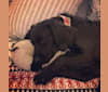 Photo of Maya, a Boykin Spaniel and Labrador Retriever mix in Houston, Texas, USA