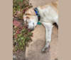 Lizzie, an American Foxhound tested with EmbarkVet.com
