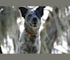 Photo of April, an Australian Cattle Dog, Siberian Husky, Great Pyrenees, Labrador Retriever, and Mixed mix in Athens, Alabama, USA