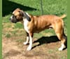 Ziva, a Boerboel tested with EmbarkVet.com