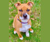 Chubs, an American Pit Bull Terrier and Boxer mix tested with EmbarkVet.com