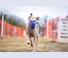 Hamilton, a Catahoula Leopard Dog and Treeing Walker Coonhound mix tested with EmbarkVet.com