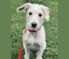 Lucy, a Poodle (Standard) and Catahoula Leopard Dog mix tested with EmbarkVet.com