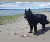 Howie, a German Shepherd Dog and Siberian Husky mix tested with EmbarkVet.com