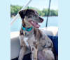 Davey Jones, an American Pit Bull Terrier and Labrador Retriever mix tested with EmbarkVet.com