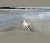 Wrigley, a Labrador Retriever and Cocker Spaniel mix tested with EmbarkVet.com