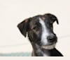 Gee, a Border Collie and Whippet mix tested with EmbarkVet.com