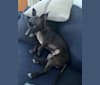 Fay, a Rat Terrier and Chihuahua mix tested with EmbarkVet.com