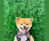 Louis, a Pomeranian tested with EmbarkVet.com