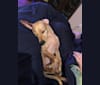 Neeko, a Rat Terrier and Miniature Schnauzer mix tested with EmbarkVet.com