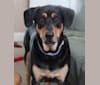 Wyatt, a Labrador Retriever and Doberman Pinscher mix tested with EmbarkVet.com