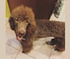 Photo of Chloè, a Poodle (Standard)  in Florida, USA