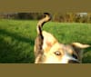 Blue, a Siberian Husky and Australian Shepherd mix tested with EmbarkVet.com