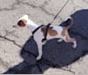 Buddy, an Italian Greyhound tested with EmbarkVet.com
