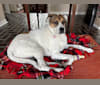Maggie, a Boxer and Great Pyrenees mix tested with EmbarkVet.com