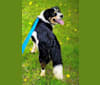 Bayley, a Border Collie and Brittany mix tested with EmbarkVet.com