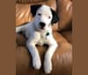 Photo of RIVER, a Great Pyrenees, Boxer, Australian Cattle Dog, and Mixed mix in Alabama, USA