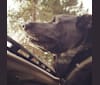 Stinker, a German Shepherd Dog and Labrador Retriever mix tested with EmbarkVet.com