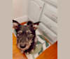Hank, a Norwegian Elkhound and Chihuahua mix tested with EmbarkVet.com