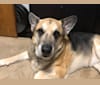 Simon, a German Shepherd Dog and Rottweiler mix tested with EmbarkVet.com