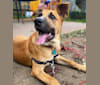 Art, a German Shepherd Dog and American Pit Bull Terrier mix tested with EmbarkVet.com