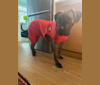 Penny, a Perro de Presa Canario tested with EmbarkVet.com
